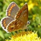 De eerste overwinterende vlinders te zien in het voorjaar