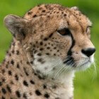 Cheetah of jachtluipaard