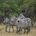 Burchell´s zebra of steppezebra