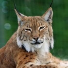 Rode lynx  solitair en zorgzaam