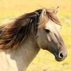 Grondwerk met paarden: Wat wil mijn paard mij zeggen?