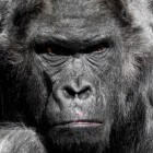 Mensapen: gorilla, chimpansee en orang-oetan