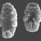 Het waterbeertje (tardigrada): de extreme avonturier