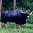 De Indische bizon, de grootste bizon op Aarde