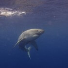 Wat zijn de gevaarlijkste drie haaiensoorten?