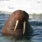 De bijzondere slagtanden en eigenschappen van de walrus