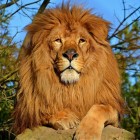 Het jacht- en groepsgedrag van de Afrikaanse leeuw