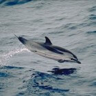 Gestreepte dolfijn - acrobaten van de zee
