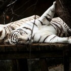 De Bengaalse tijger