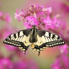 Vlinders in het echt en namaak van vlinders als decoratie