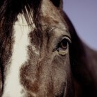 Informatie over PPID (ziekte van Cushing) bij paarden