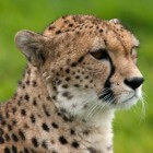 De cheeta, het snelste roofdier op aarde