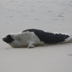Zadelrob – zeehond met de puppy met de witte vacht
