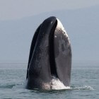 De Groenlandse walvis: eigenaardigheden en bijzonderheden