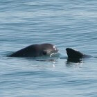 Californische bruinvis of vaquita in de Golf van Californië