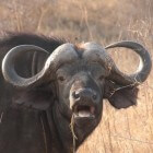 De (wilde) waterbuffel, een bedreigde rundersoort
