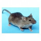 Wat zijn de verschillen tussen muizen en ratten?