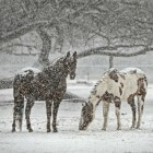 Paarden aan huis houden in de winter