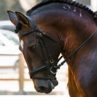 Dopingvrije kalmeringsmiddelen voor paarden