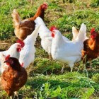Hoe bescherm je kippen tegen roofdieren en roofvogels