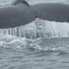 De grijze walvis