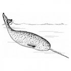 De Narwal, eenhoorn van de zee: een bijzondere walvissoort
