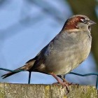 De huismus, een bekende vogel in Nederland en België