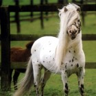 Falabella – een zeer klein paardenras