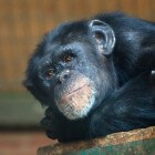 Chimpansee, de mensaap