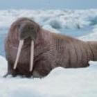 Diersoort: Walrus
