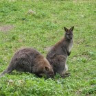 Kangoeroes: leefomgeving