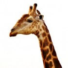 De giraf en zijn lange nek