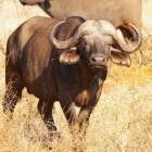 De Afrikaanse buffel of Kaapse buffel