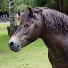 De Exmoor-pony: kenmerken