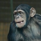 De Chimpansee, de meest bekende mensaap