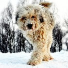 Rashonden: Bergamasco, een Italiaans hondenras