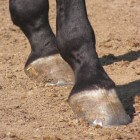 Paarden: Hoefverzorging en -onderhoud