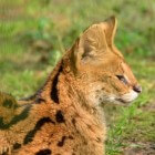 De serval, een kat maar geen huisdier