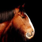 Soorten bloedingen en verbanden bij paarden