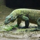 De komodovaraan – grootste hagedis ter wereld