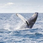 Spectaculaire dieren in onze Noordzee
