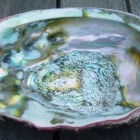 Abalone – de schelp met parelmoer en paua