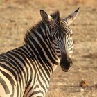 Wild kijken in Afrika, hoe zie ik het meest op mijn safari?