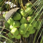 Kokosnoot, een vrucht met geneeskracht