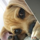 De Puggle – een kleine, stoere gezinshond