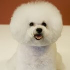 De Bichon Frise – vrolijke hond met een leuke bos haar