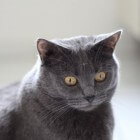 Kattenrassen: Chartreux (Kartuizer)