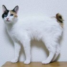 Kattenrassen: Japanse stompstaartkat