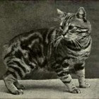 Kattenrassen: Manx (een staartloze kat)