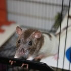 Huisvesting voor tamme ratten